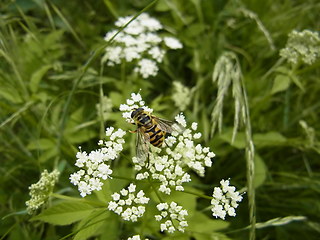 Myathropa florea