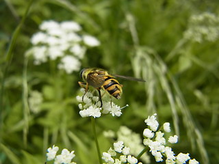 Myathropa florea