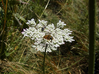 Myathropa florea