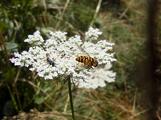 Myathropa florea