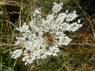 Myathropa florea