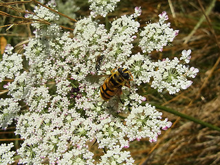 Myathropa florea