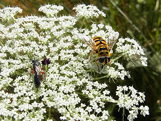 Myathropa florea