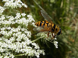 Myathropa florea