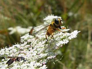 Myathropa florea