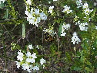 Myathropa florea