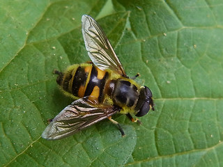 Myathropa florea