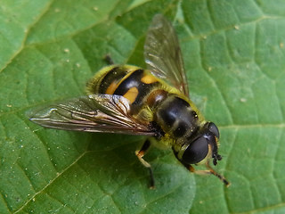 Myathropa florea