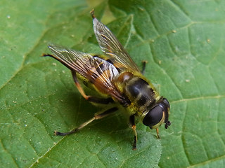 Myathropa florea