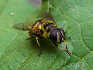 Myathropa florea