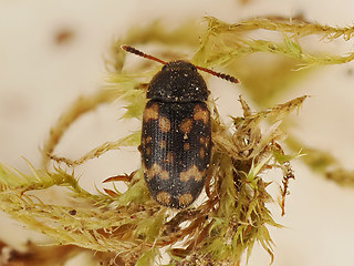 Mycetophagus atomarius