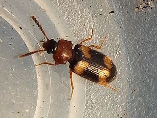 Mycetophagus fulvicollis