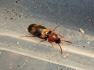 Mycetophagus fulvicollis