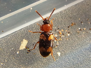 Mycetophagus fulvicollis
