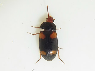 Mycetophagus quadripustulatus
