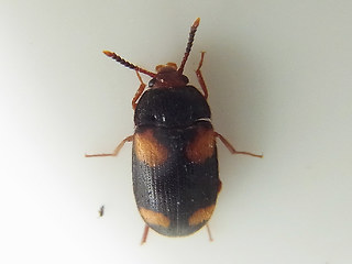 Mycetophagus quadripustulatus