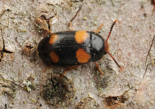 Mycetophagus quadripustulatus