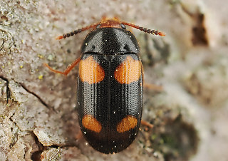 Mycetophagus quadripustulatus