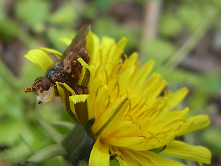 Myopa  testacea