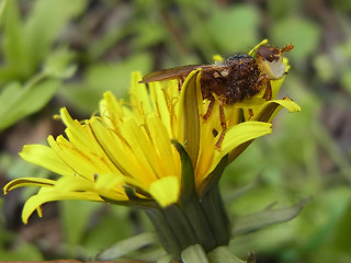 Myopa  testacea