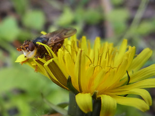 Myopa  testacea