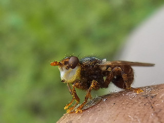 Myopa  testacea