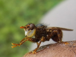 Myopa  testacea