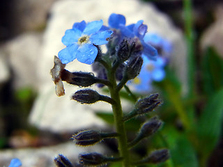 Myosotis alpestris