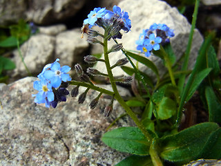 Myosotis alpestris