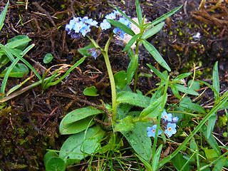 Myosotis alpestris