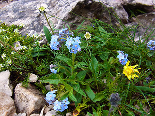 Myosotis alpestris