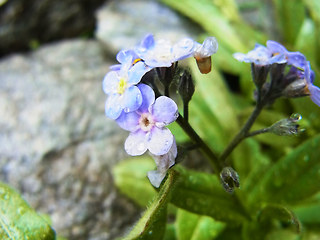 Myosotis alpestris