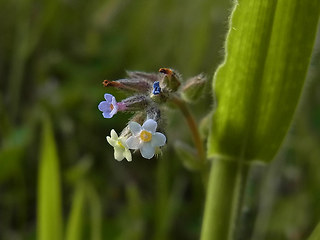 Myosotis discolor