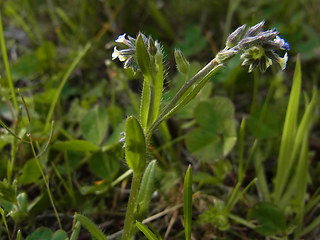 Myosotis discolor