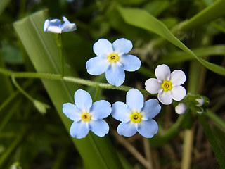 Myosotis laxa