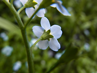 Myosotis laxa