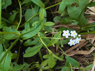 Myosotis laxa