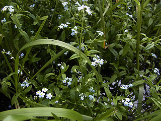 Myosotis laxa