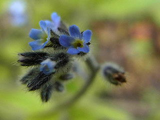 Myosotis ramosissima