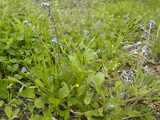 Myosotis ramosissima