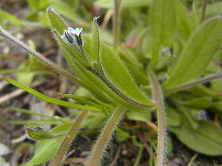 Myosotis ramosissima