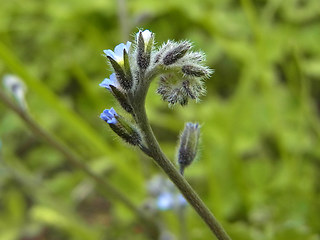 Myosotis ramosissima