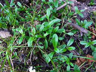 Myosotis scorpioides