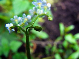 Myosotis scorpioides