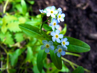 Myosotis scorpioides