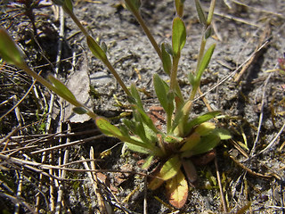 Myosotis stricta