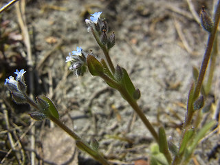 Myosotis stricta