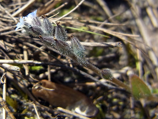 Myosotis stricta