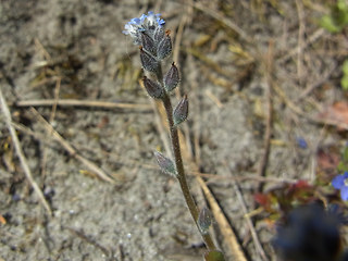 Myosotis stricta