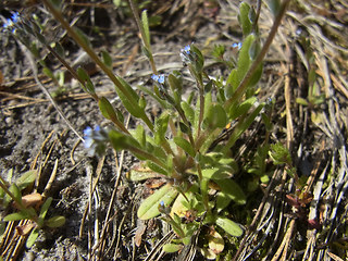 Myosotis stricta